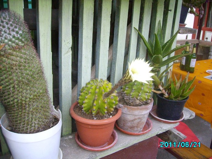 IMG_0663 - Cactusi si flori in ghivece