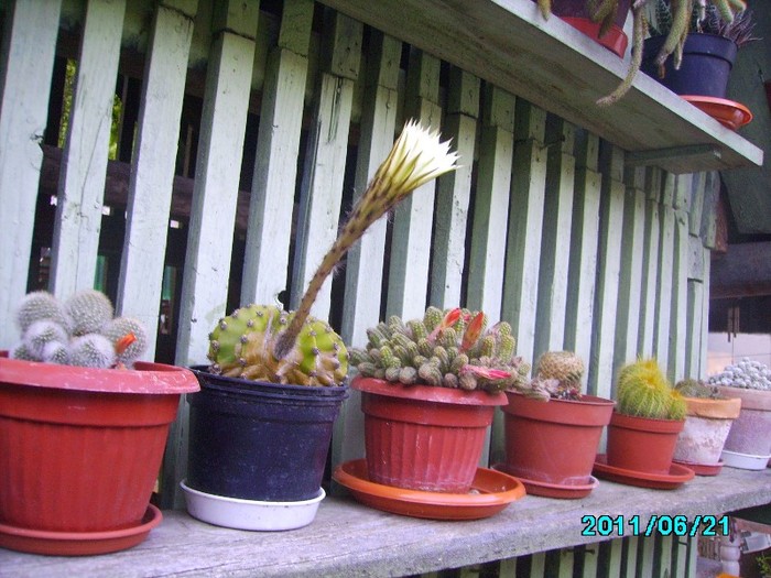 IMG_0665 - Cactusi si flori in ghivece