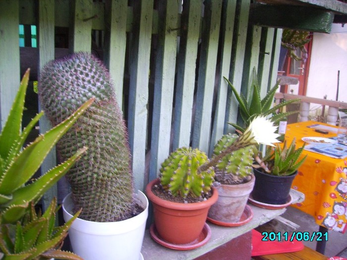 IMG_0666 - Cactusi si flori in ghivece