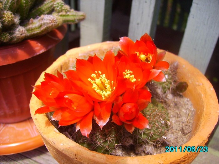 IMG_0670 - Cactusi si flori in ghivece