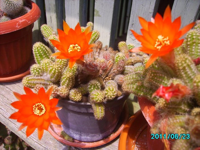 IMG_0671 - Cactusi si flori in ghivece