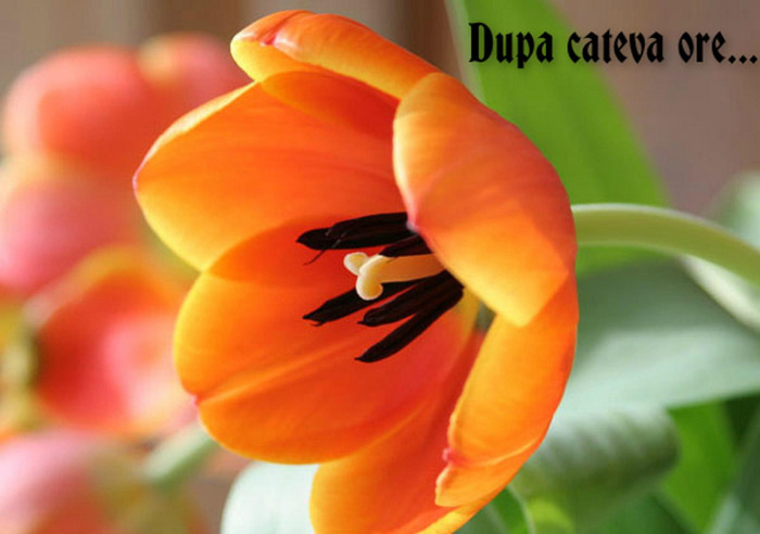 Dupa cateva ore...