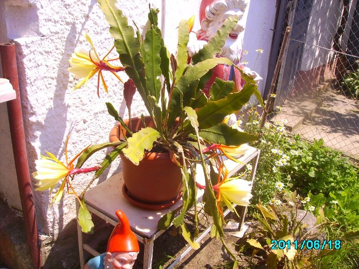 IMG_0561 - Cactusi si flori in ghivece