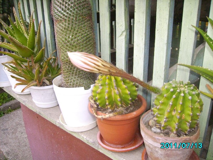 IMG_0722 - Cactusi si flori in ghivece