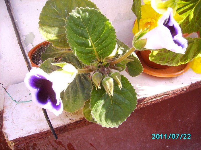 IMG_0787 - Gloxinia