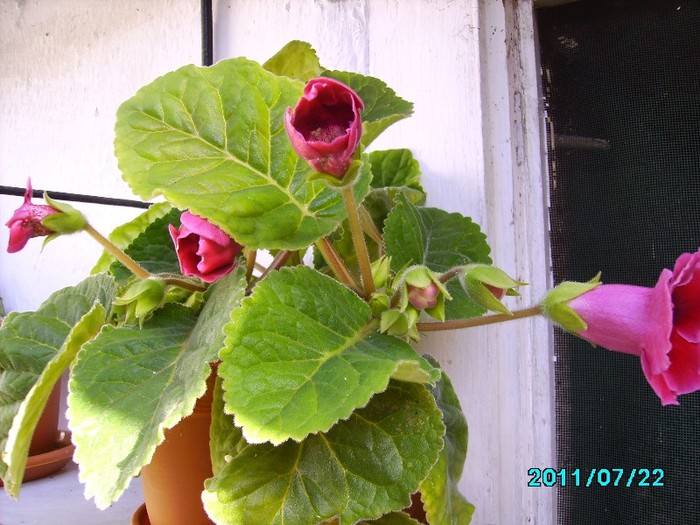 IMG_0789 - Gloxinia