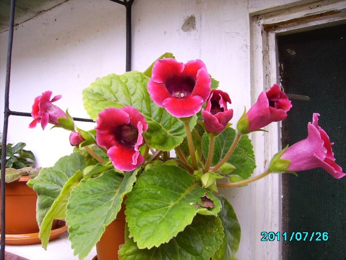 IMG_0823 - Gloxinia