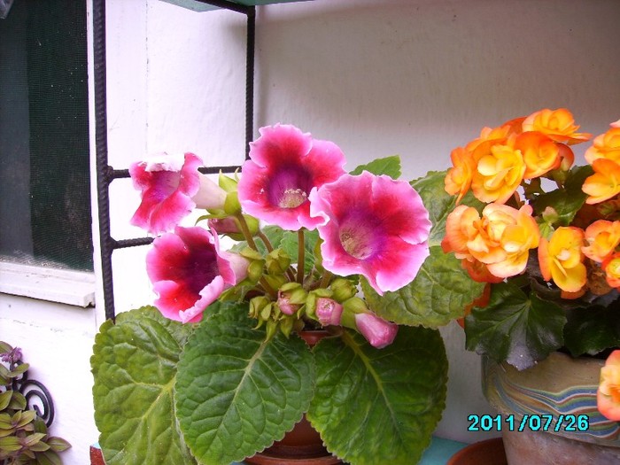 IMG_0824 - Gloxinia