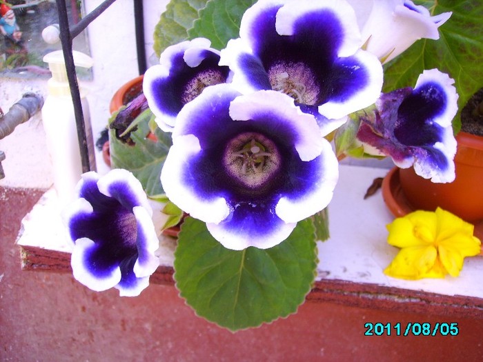 IMG_0918 - Gloxinia