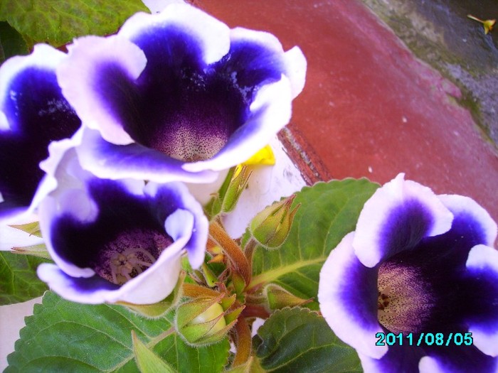 IMG_0919 - Gloxinia