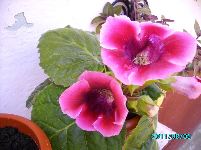 IMG_0920 - Gloxinia