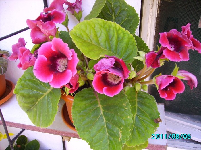 IMG_0922 - Gloxinia