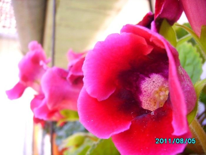 IMG_0928 - Gloxinia