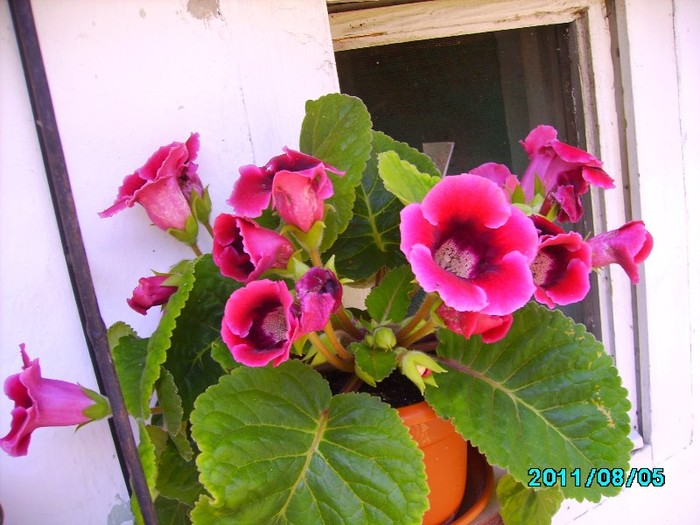 IMG_0929 - Gloxinia