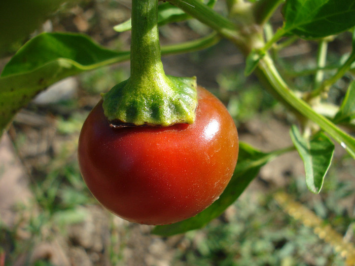 Cherry Chili Pepper (2011, August 02) - Cherry Chili Pepper