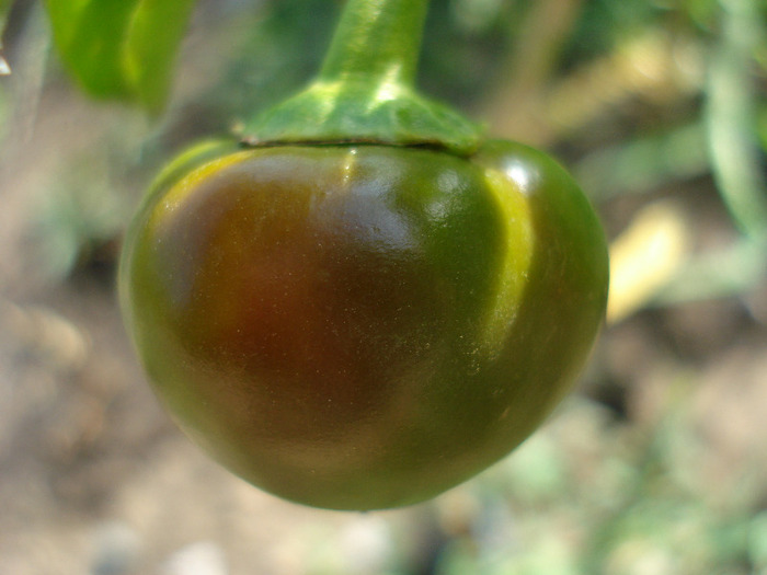 Cherry Chili Pepper (2011, August 02) - Cherry Chili Pepper