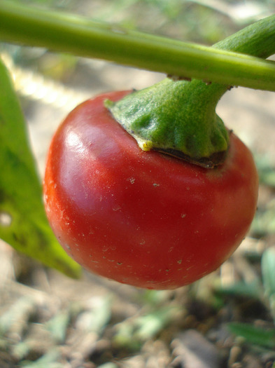 Cherry Chili Pepper (2011, August 02) - Cherry Chili Pepper