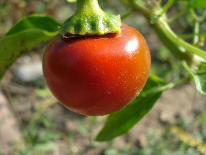 Pimiento_Cherry Pepper (2011, Aug.02) - Cherry Chili Pepper