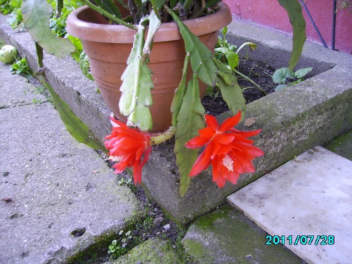 IMG_0856 - Cactusi si flori in ghivece