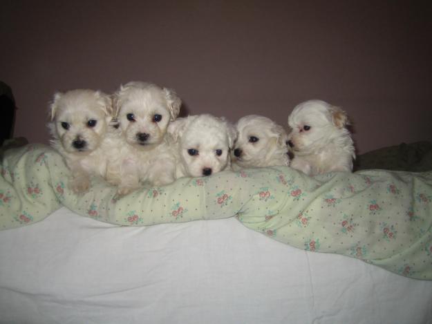 63142154_2-Vnad-catei-Bichon-maltese-Brad