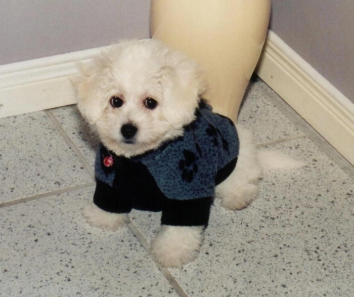 BichonFrise03