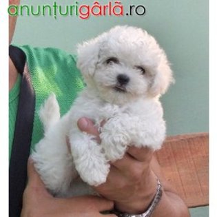 de-vanzare-catei-BICHON-MALTESE-si-BICHON-BOLOGNESE-vand-pui-de-bichon_4b61451327d5b