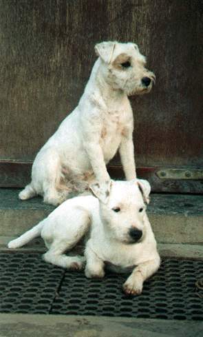 056_Percy-Zinboon[1] - Parson russell terrier