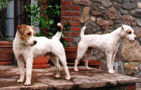 058_Mad-Percy[1] - Parson russell terrier