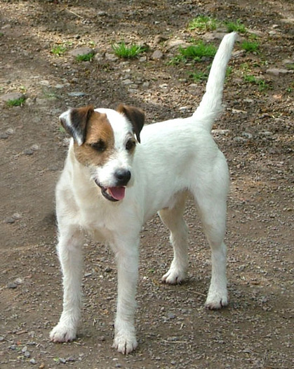 backich_sum[1] - Parson russell terrier