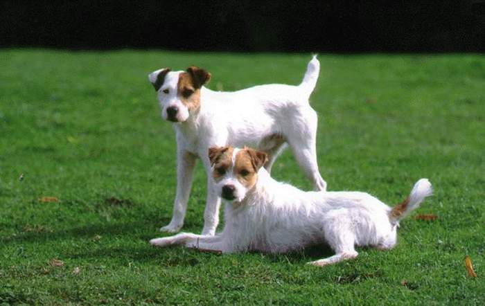 Copy of 011_parson[1] - Parson russell terrier