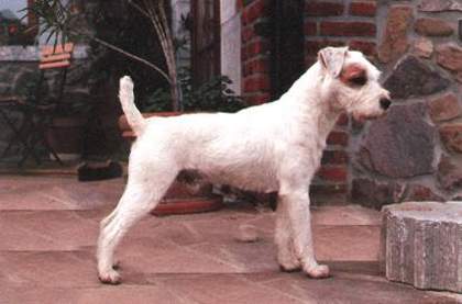 031_Percy[1] - Parson russell terrier