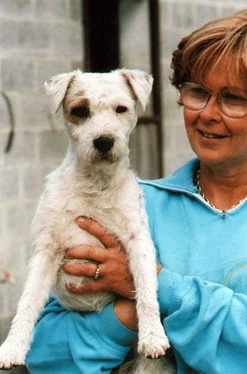 034_Hawy[1] - Parson russell terrier