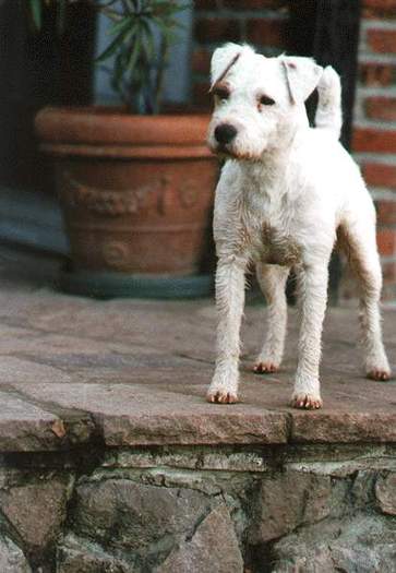 042_Percy[1] - Parson russell terrier