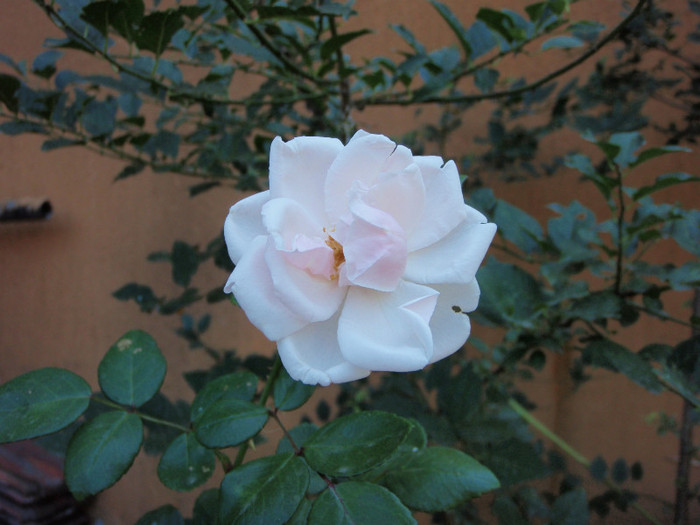 trandafir roz deschis urcator