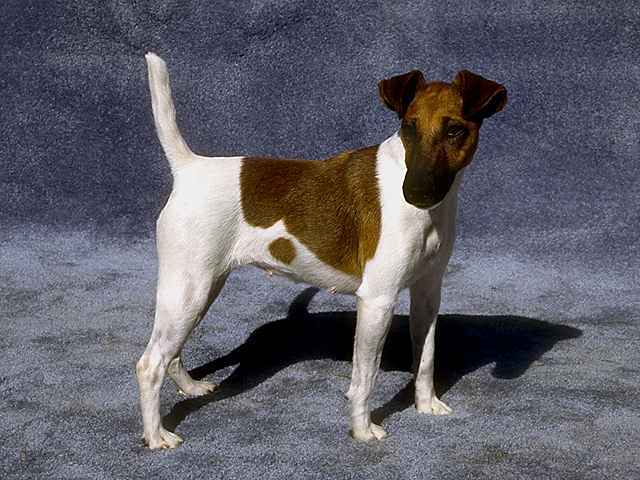 smooth_fox_terrier_breed[1] - Parson russell terrier