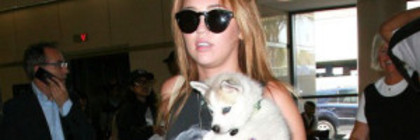 tumblr_lofnzbfOEs1qhq5gf - Miley Cyrus and Pooch Head Out of LAX