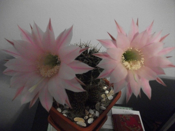 8.08.2011-ora 20.35 - cactusi -august