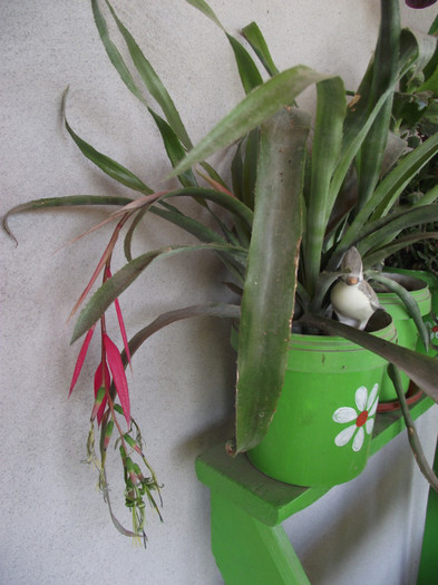 inflorit pt prima oara