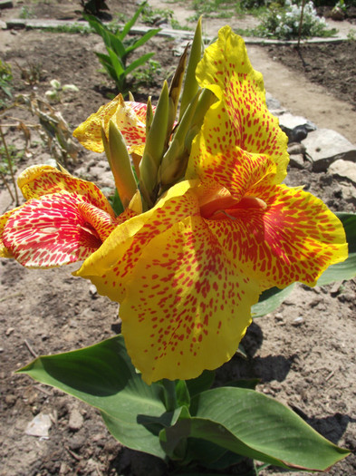 canna galbena