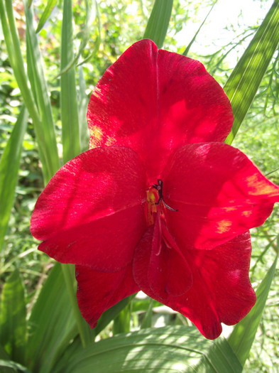 gladiola rosie
