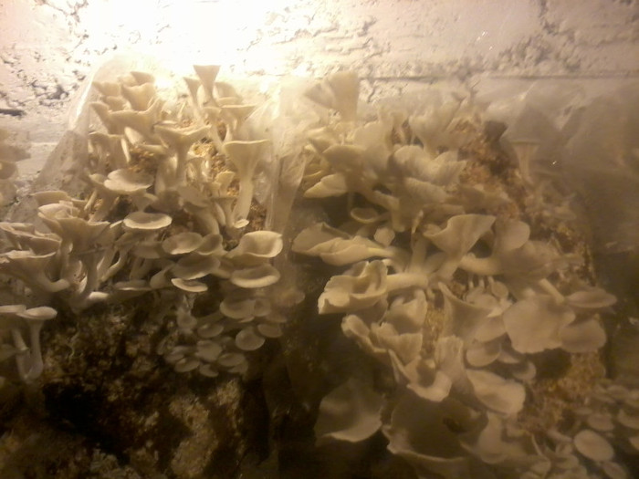 de-o tocanita... - PLEUROTUS  crescatorie