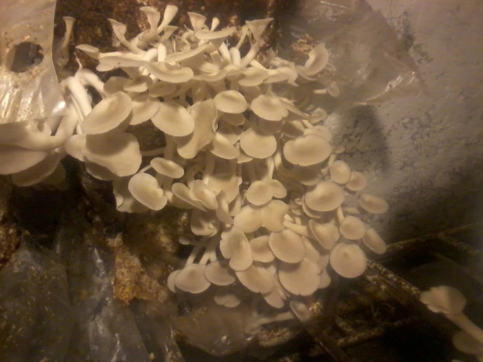 peste 5 zile - PLEUROTUS  crescatorie