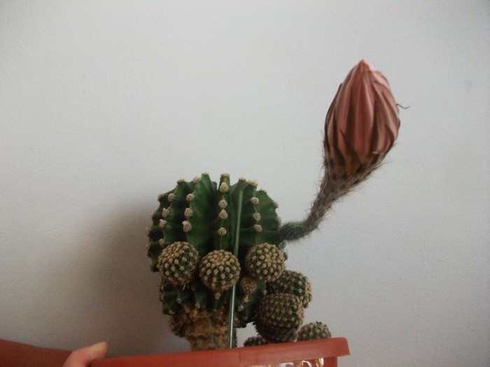imaginile mele 226 - cactusi -august