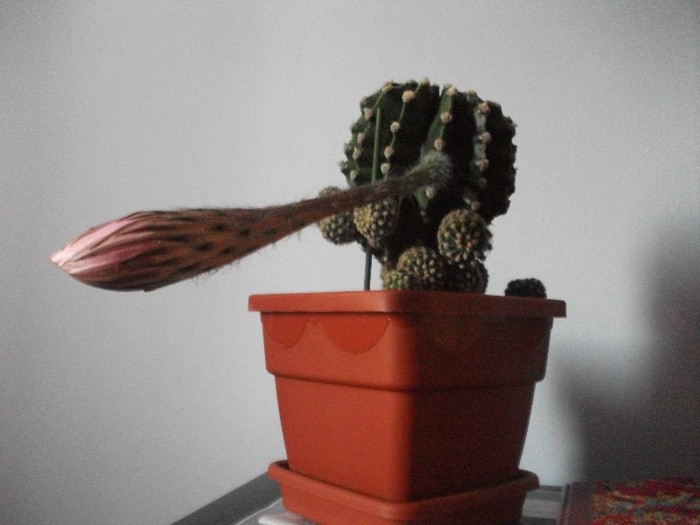 8.08.2011 - cactusi -august