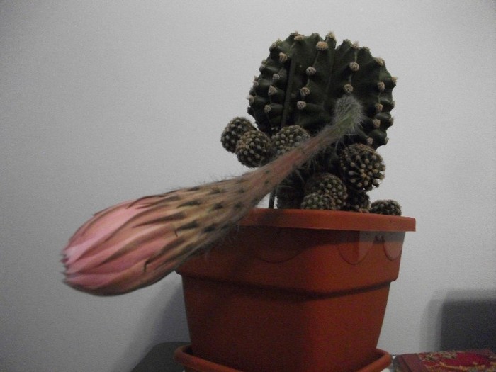 imaginile mele 232 - cactusi -august