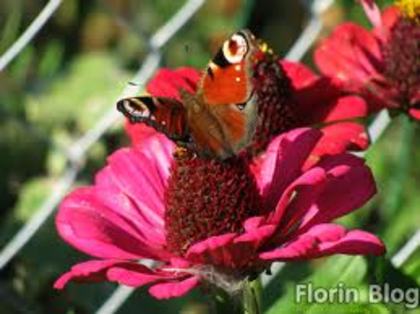 dannyanny - 0 Alege un fluture 0