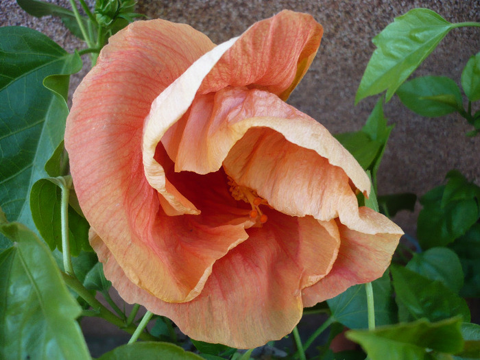 My big mama - HIBISCUSI 2011-2