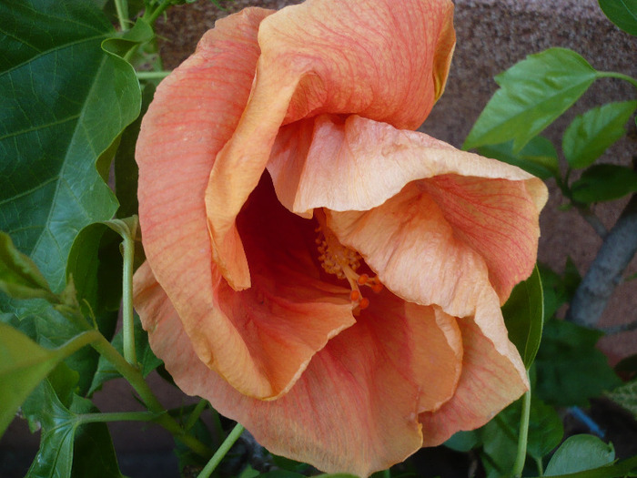 My big mama - HIBISCUSI 2011-2