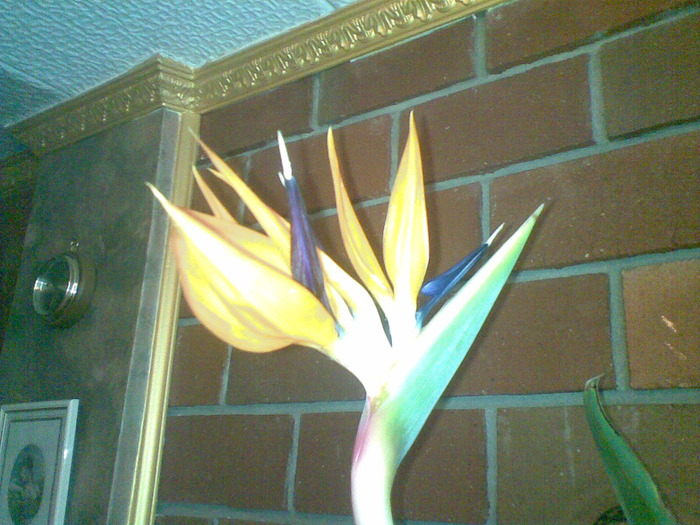 my new pictures 476 - u-Abutilio-strelitzia-cactus----flori personale