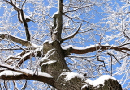 iarna esti frumoasa,dar din casa